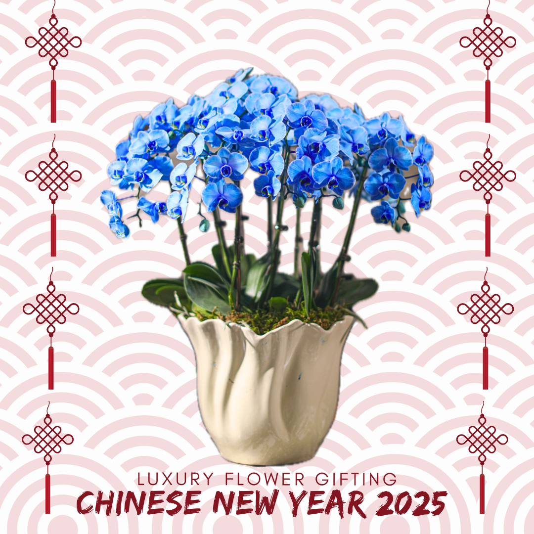 新年蘭花M01