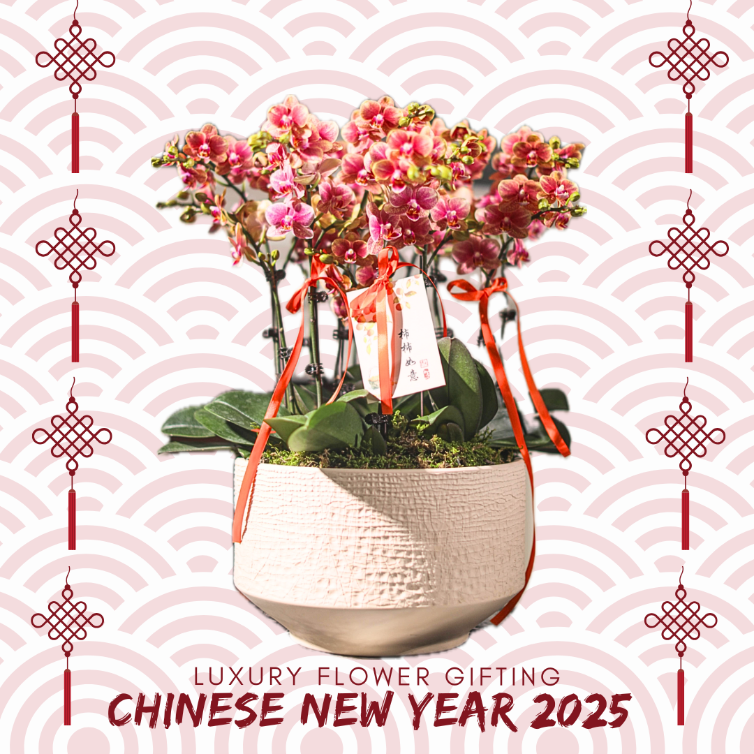新年蘭花J17