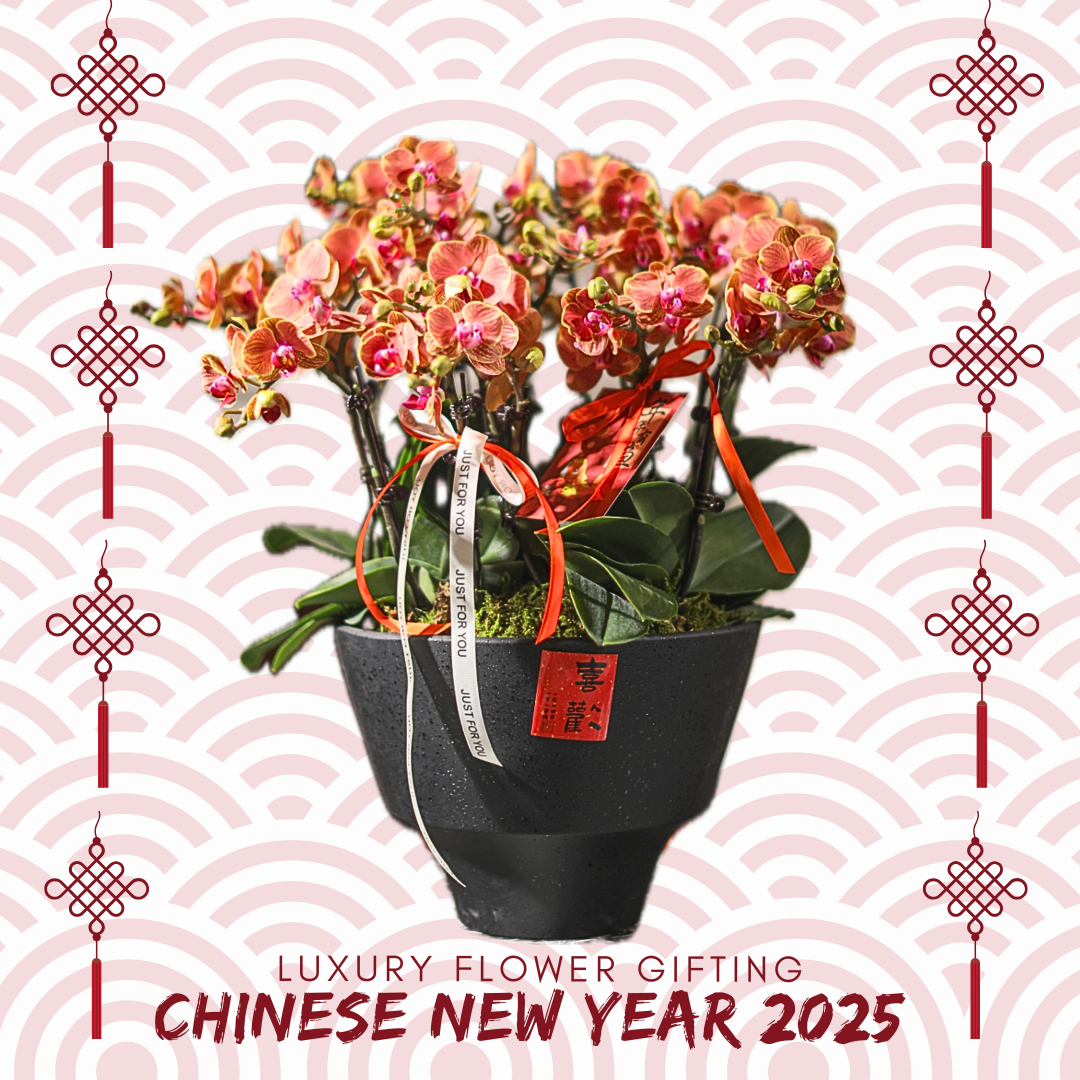 新年蘭花J11 OCTAVIA