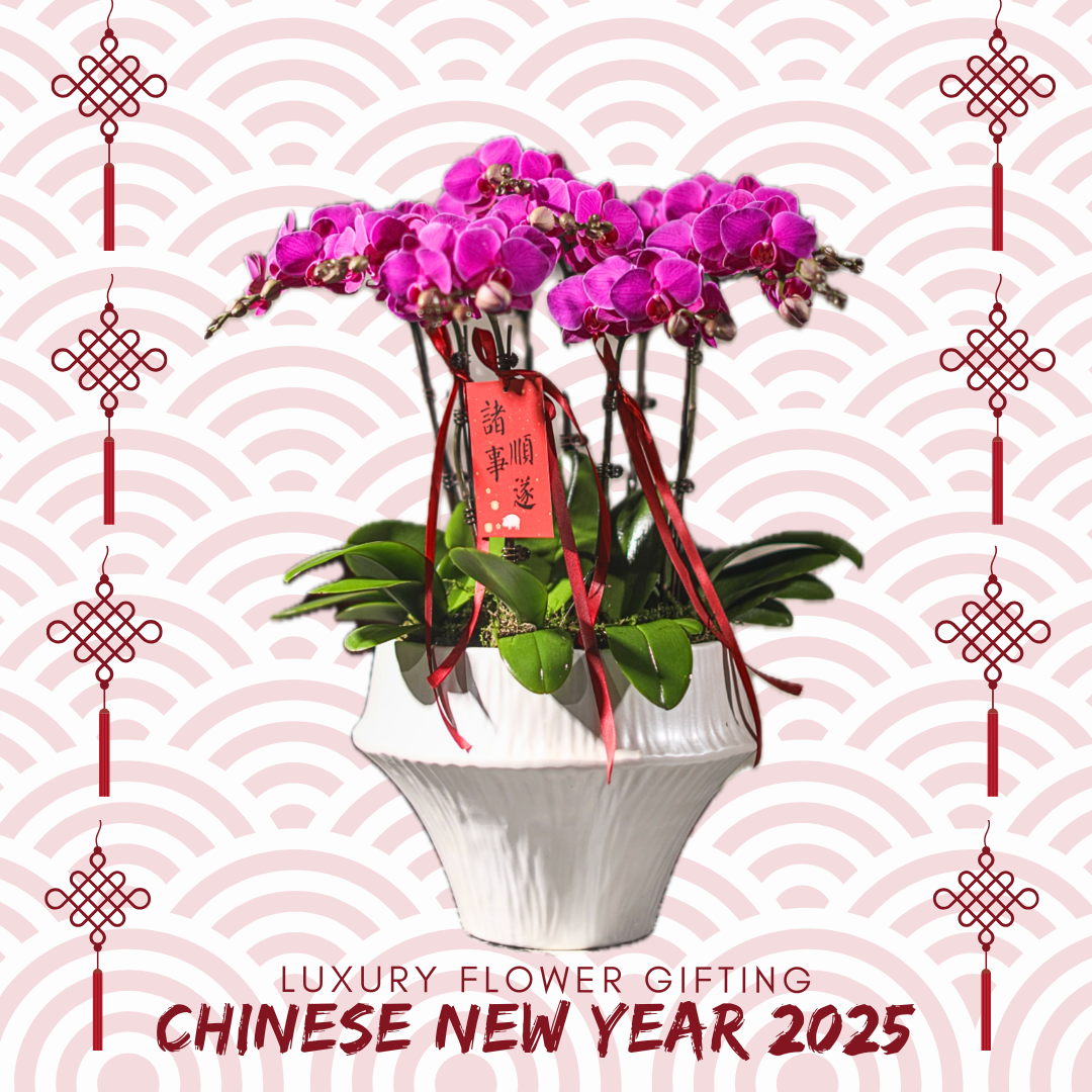 新年蘭花06