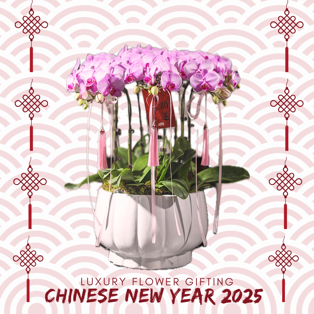 新年蘭花03 OCTAVIA