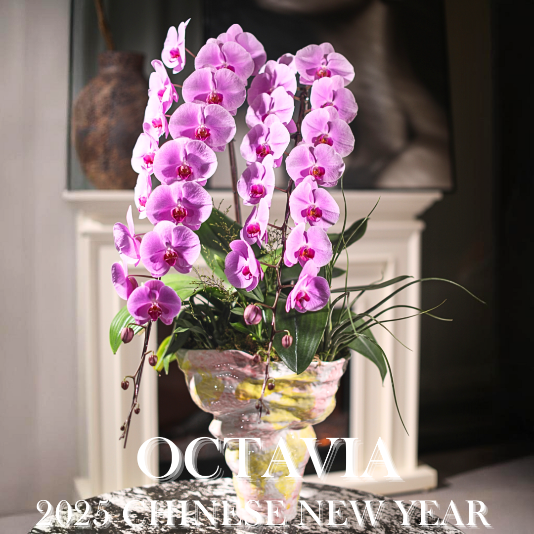 新年蝴蝶蘭 OCTAVIA