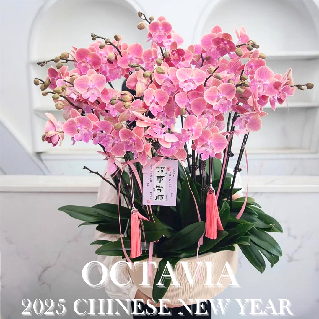 新年蘭花F19