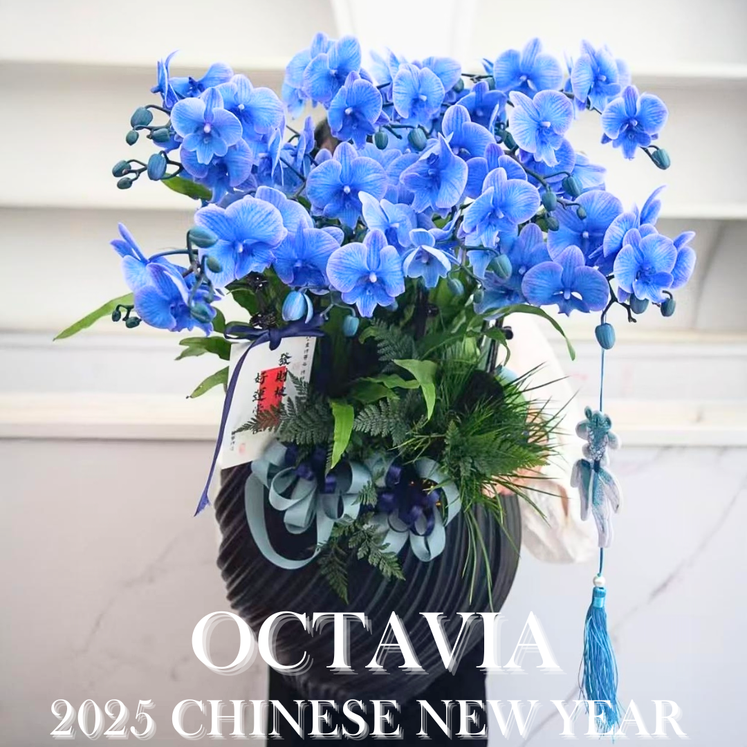 新年蝴蝶蘭M17