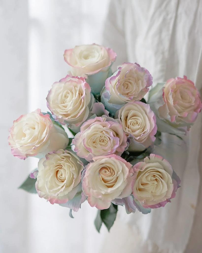 Sweet Aurora Boreal OCTAVIA