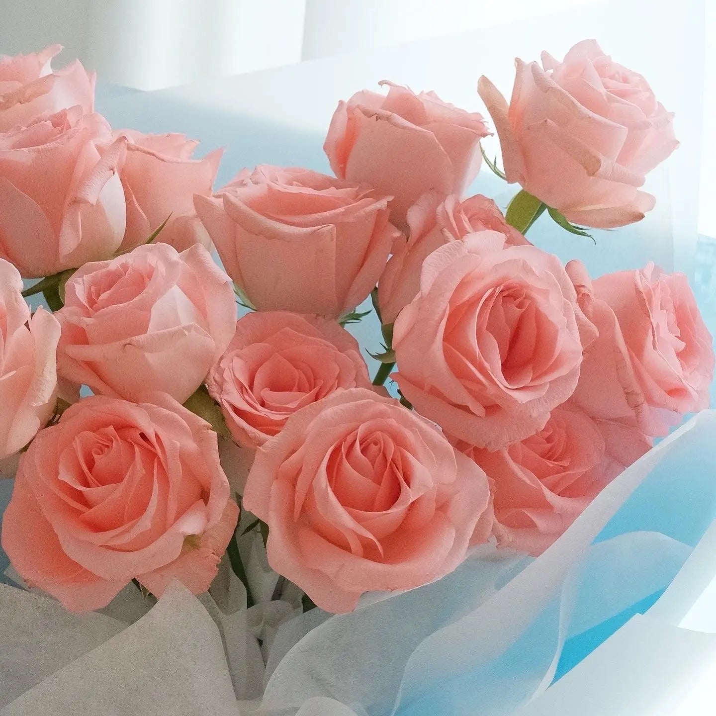 FF26⎪Layla粉紅色玫瑰韓式花束(淺藍色花紙) OCTAVIA