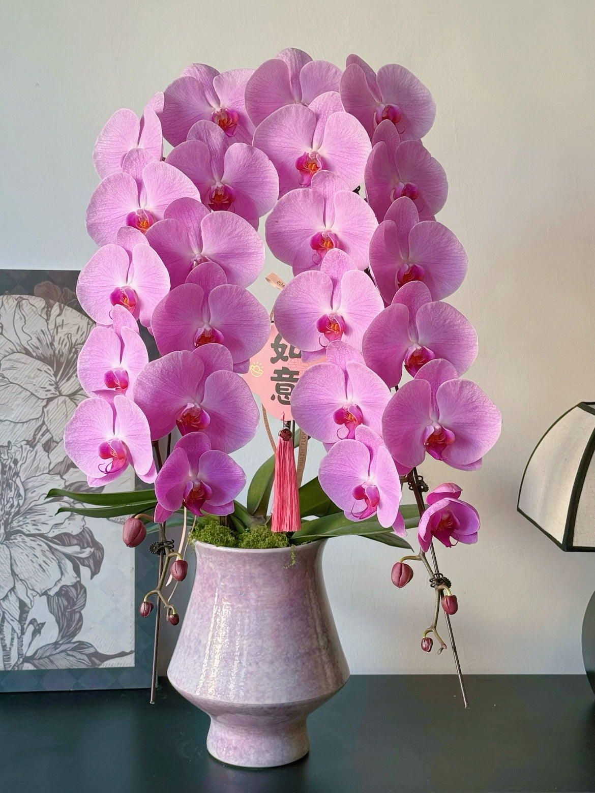 新春賀年蘭花：日本特級龍蘭-粉紅色（單菖雙枝瀑布型花序）