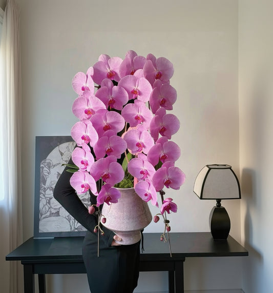2026 新春賀年蘭花 日本龍蘭 粉紅色 單菖雙枝瀑布型花禮 (CNY Premium Japanese Pink Dragon Orchid Double Branch Waterfall Arrangement HK)
