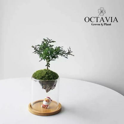 Christmas Greenery - Murraya paniculata Moss Miniature Landscape