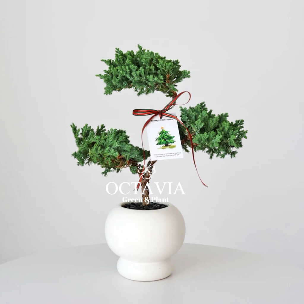 聖誕綠植-塔松樹