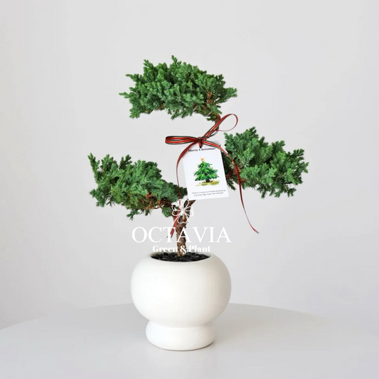 聖誕綠植-塔松樹