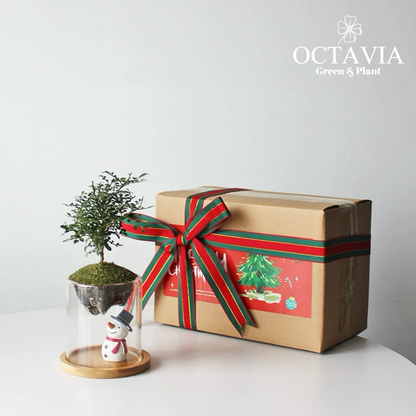 Christmas Greenery - Murraya paniculata Moss Miniature Landscape