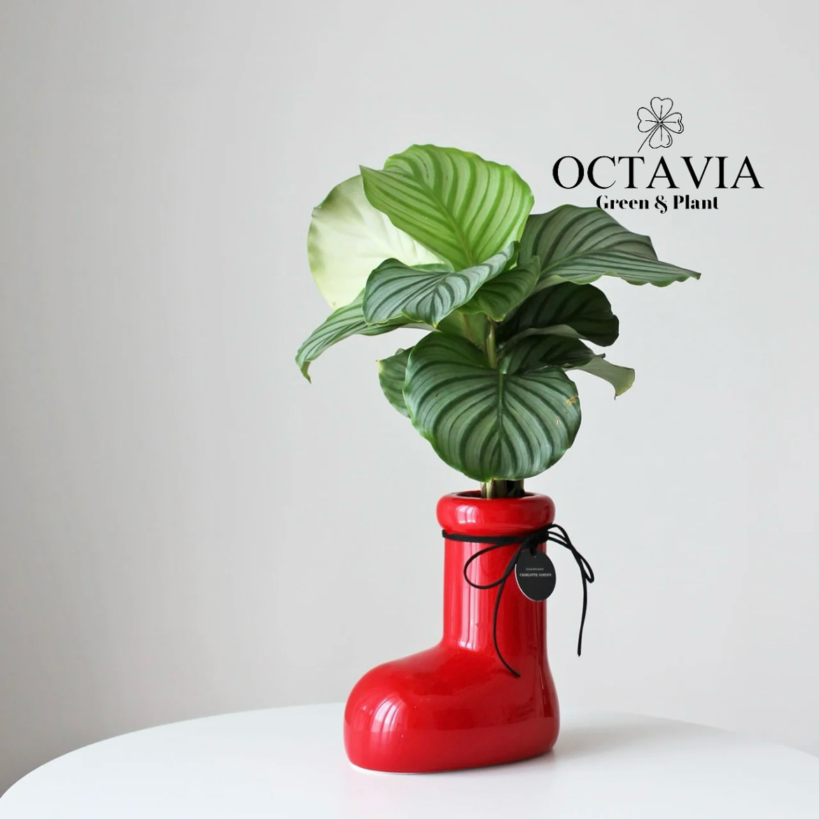 聖誕綠植-紅靴子和青蘋果竹芋