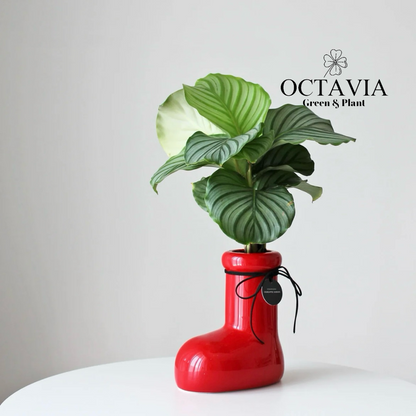 Christmas Green Plants - Red Boots and Green Apple Maranta