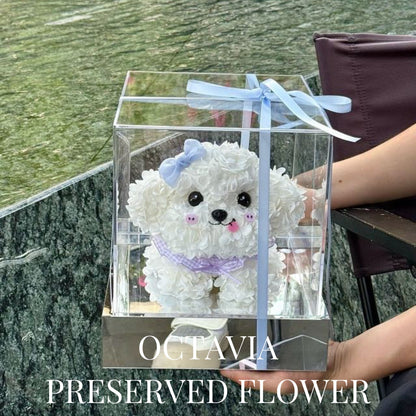 PFN03-粉藍蝴蝶結迷你比熊犬 OCTAVIA