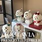 Christmas preserved flower - puppy