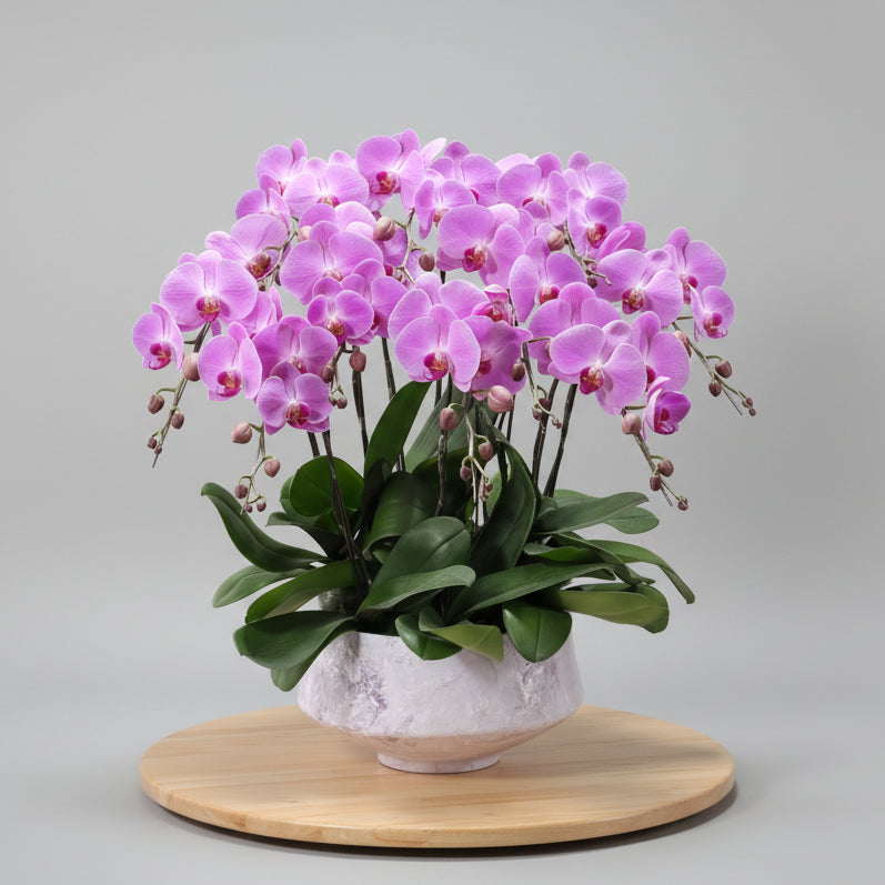 賀年蘭花c OCTAVIA