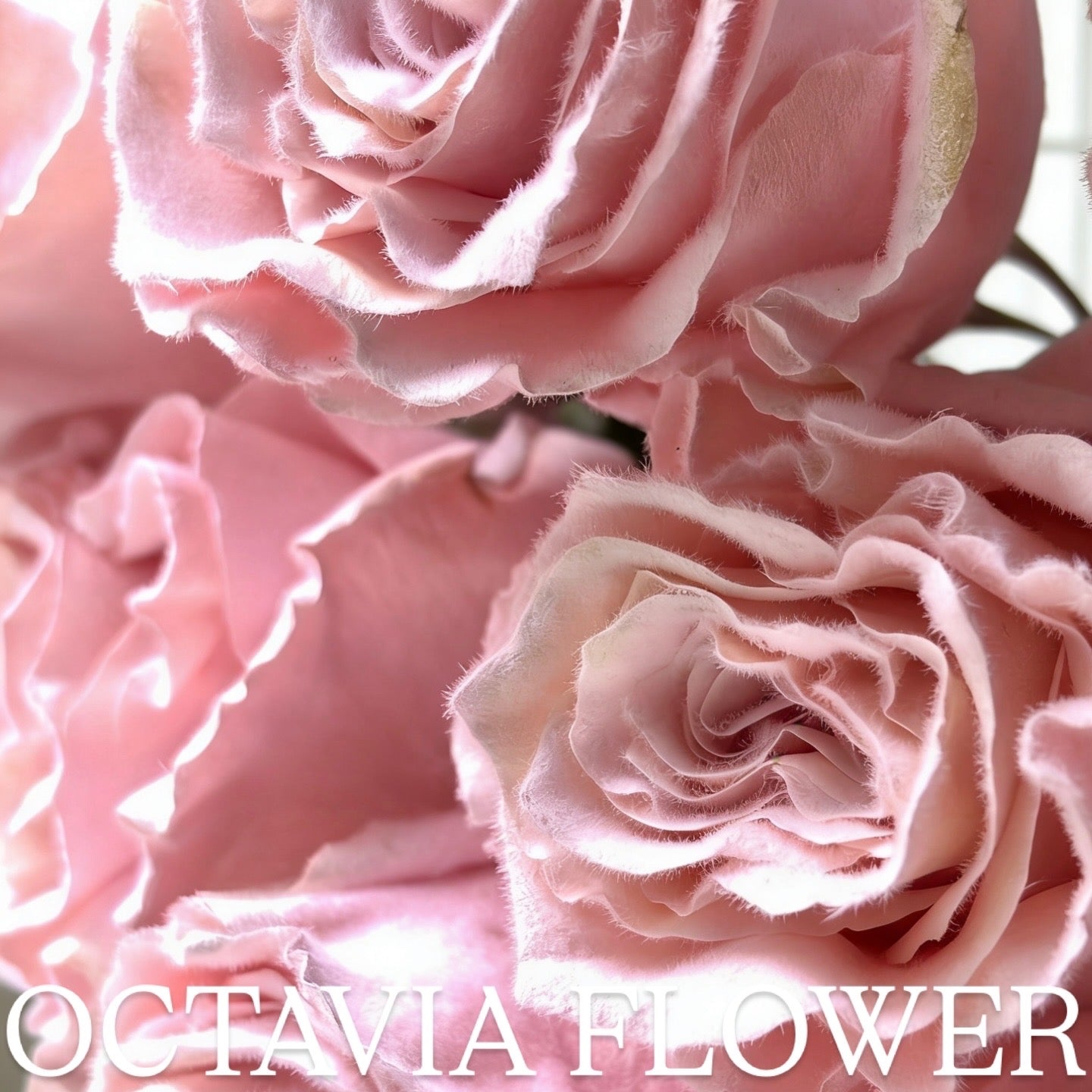 ffs OCTAVIA