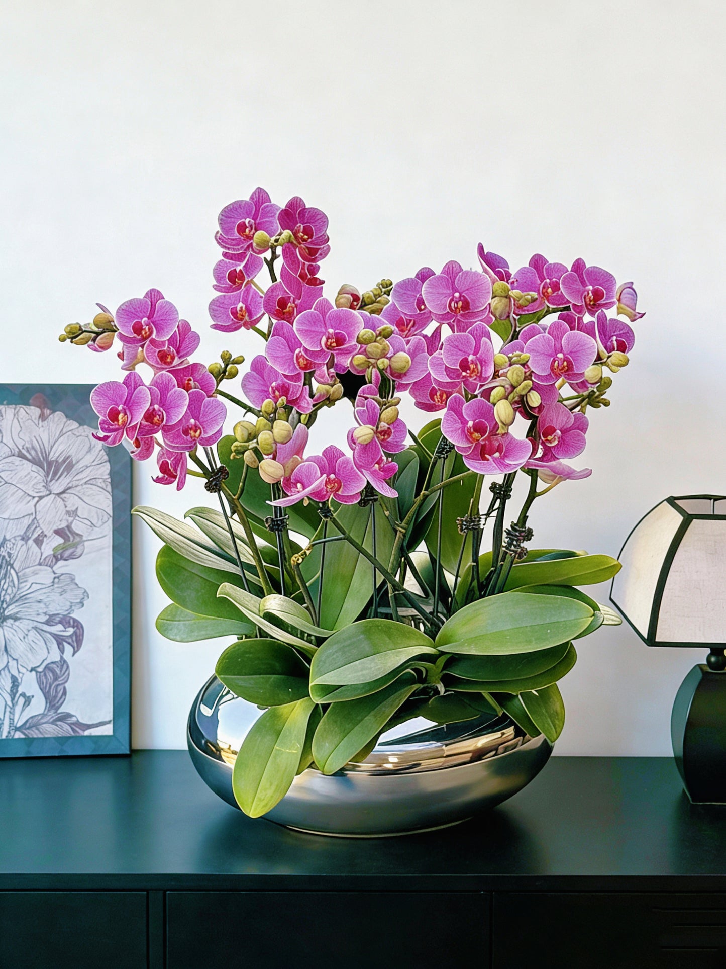 新春賀年蘭花-10枝蝴蝶蘭-紫蝶-扁圓鏡面銀盆