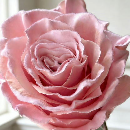 大 OCTAVIA
