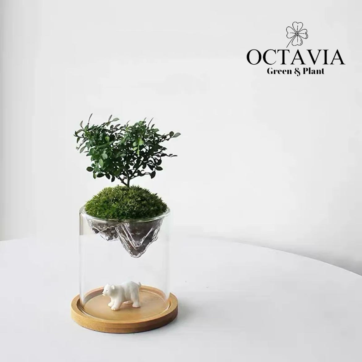 聖誕綠植-「小葉九里香」植苔蘚微景觀