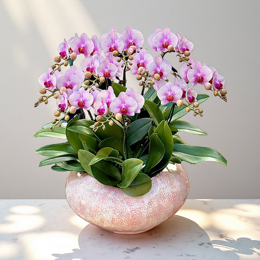 新春賀年蘭花-10枝蝴蝶蘭-婚紗