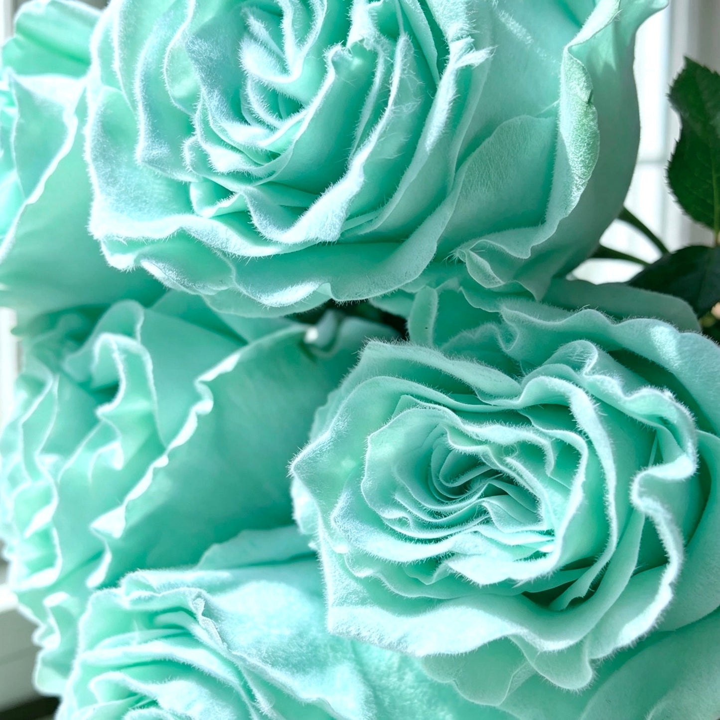 Velvet Aquamarine 毛毛蒂粉尼藍 OCTAVIA