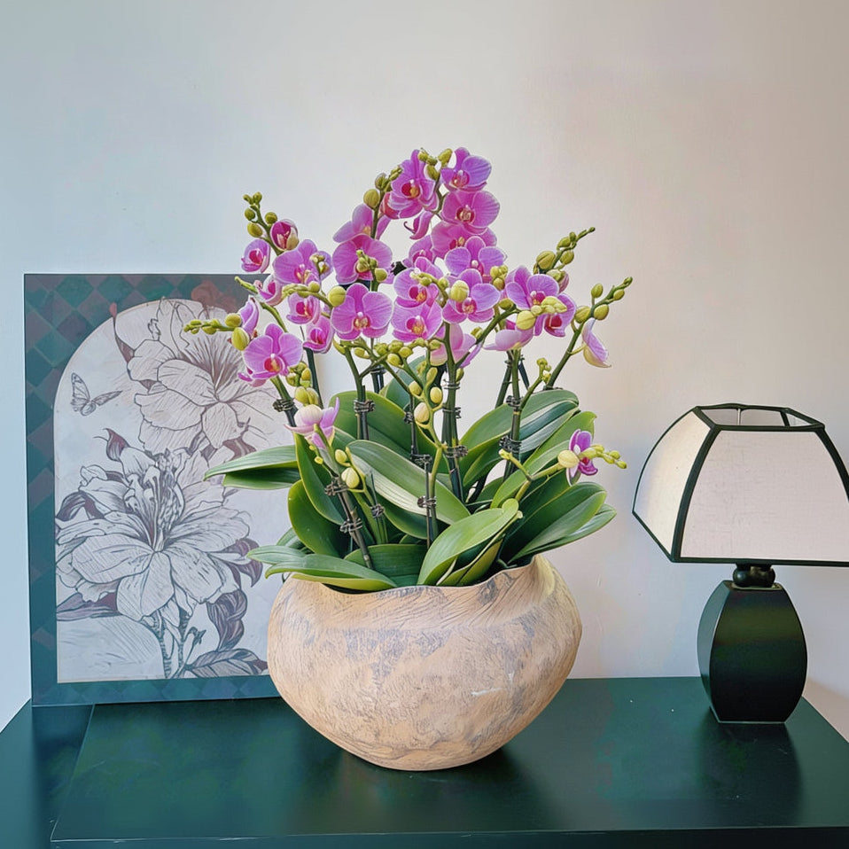 2026 新春賀年蘭花-10枝紫色蝴蝶蘭-紫蝶-簡約北歐花盆 (CNY 10 Stems Purple Butterfly ORCHID Phalaenopsis in a Simple Nordic Pot)