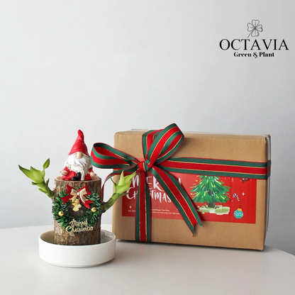 Christmas Green Plants - Dracaena fragrans (8 designs in total)