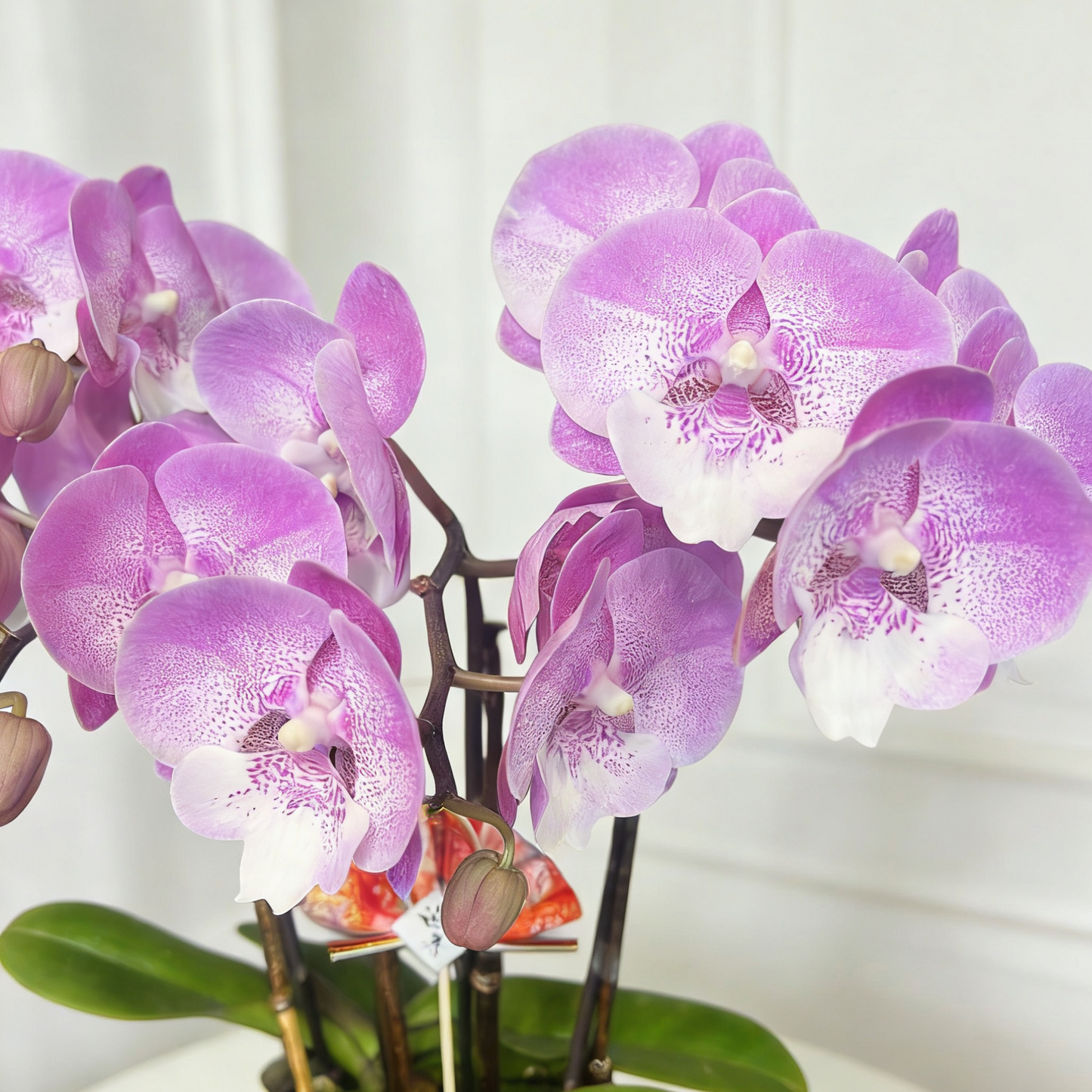 賀年蘭花N-臺灣粉寶寶蝴蝶蘭-櫻花公主(迷你版) OCTAVIA