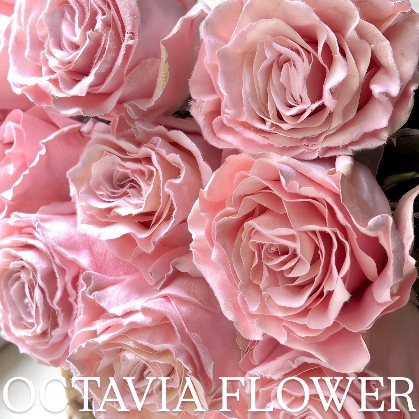 ffs OCTAVIA