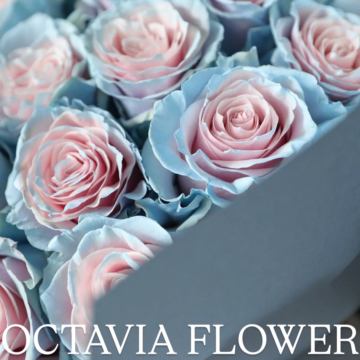 弓 OCTAVIA