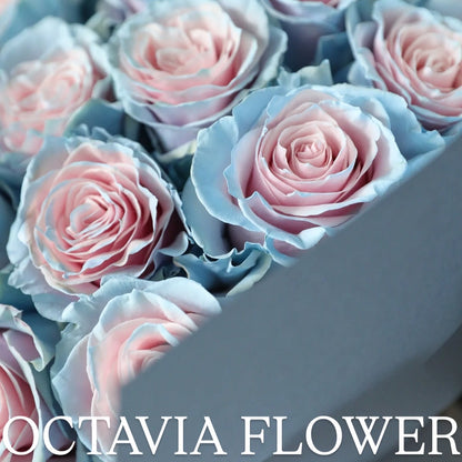 弓 OCTAVIA
