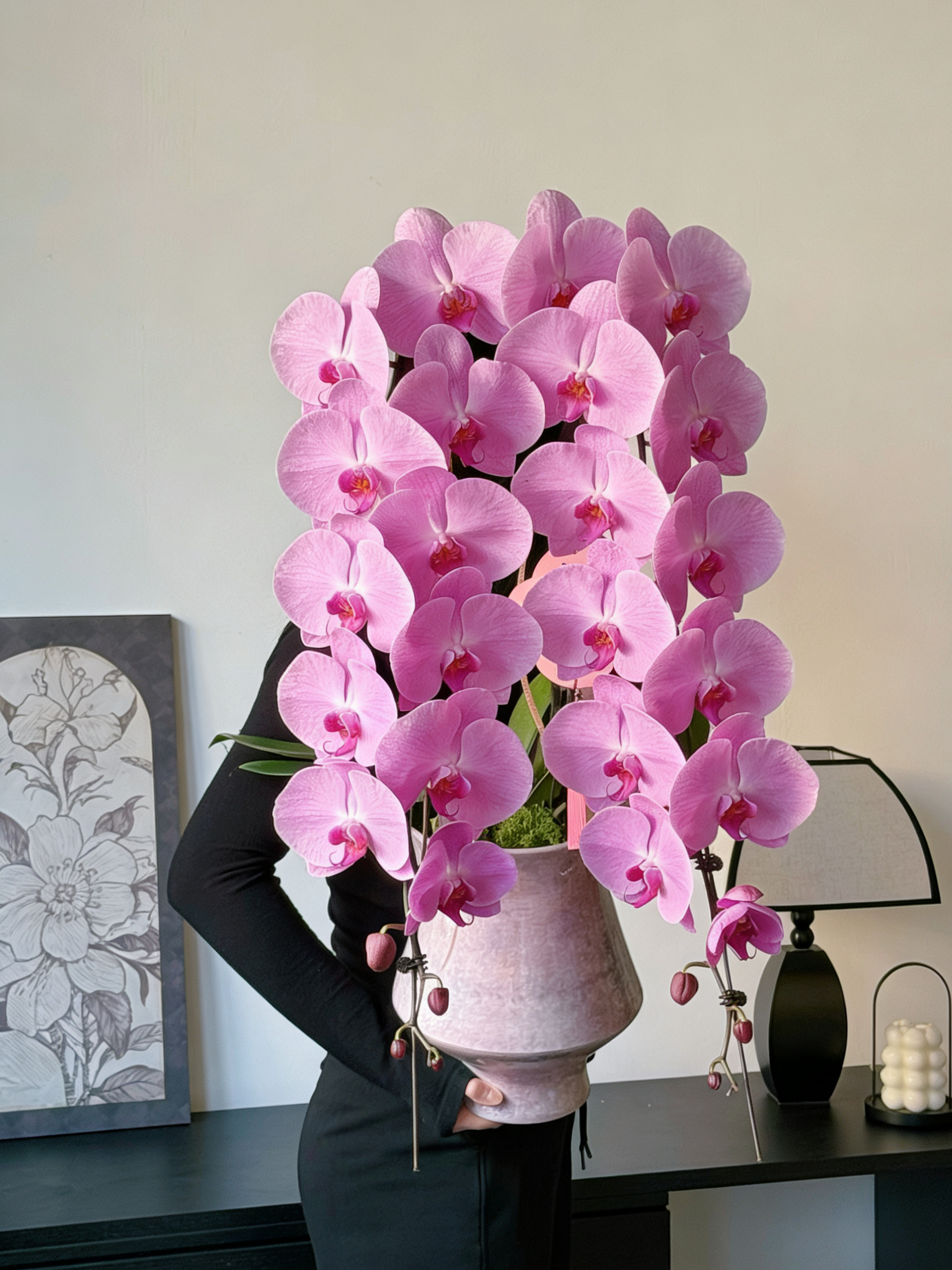 2026年 賀年蘭花 日本龍蘭 蝴蝶蘭 香港花店 高貴吉祥 粉紅色 超長