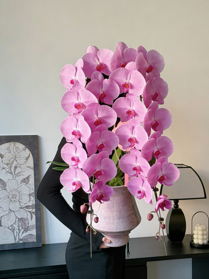 2026年 賀年蘭花 日本龍蘭 蝴蝶蘭 香港花店 高貴吉祥 粉紅色 超長