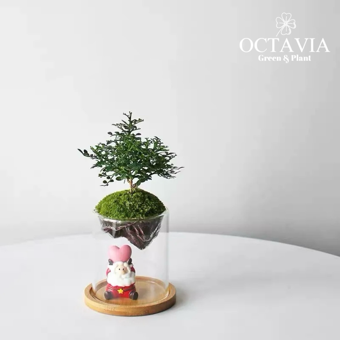 聖誕綠植-「小葉九里香」植苔蘚微景觀