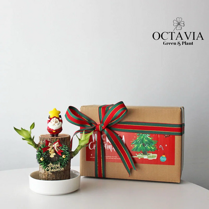 Christmas Green Plants - Dracaena fragrans (8 designs in total)