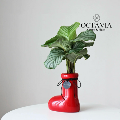 Christmas Green Plants - Red Boots and Green Apple Maranta