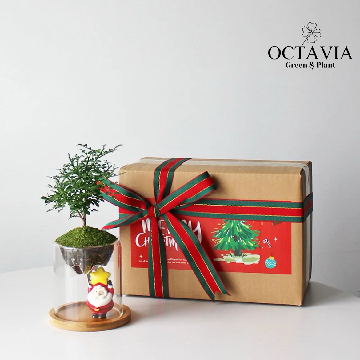 聖誕綠植-「小葉九里香」植苔蘚微景觀