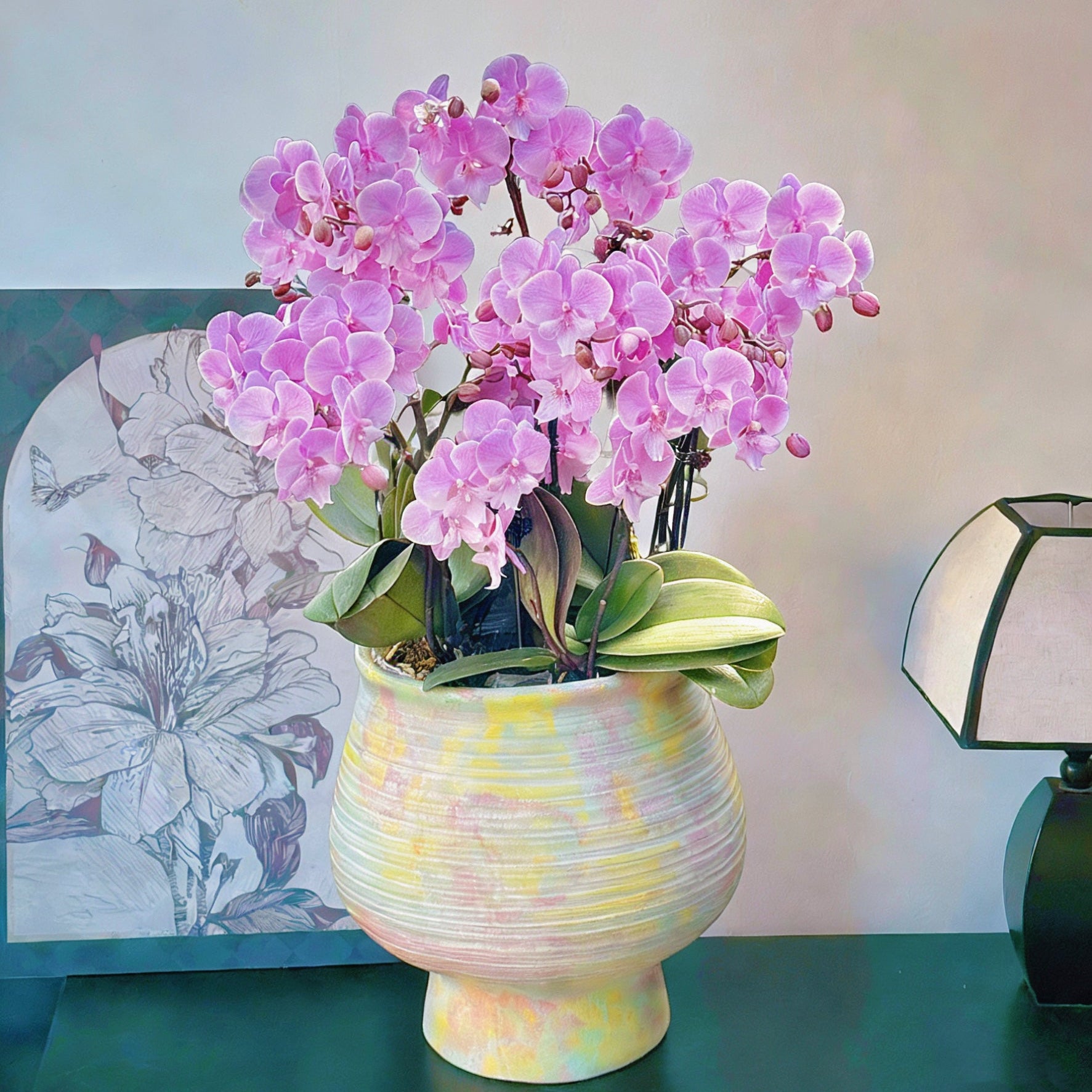 2026 新春賀年蘭花 10枝桃粉色蝴蝶蘭 日落王子 幻彩馬卡龍色調花器 (CNY 10 Stems Peach Pink ORCHID Phalaenopsis in a Macaron Color Pot)