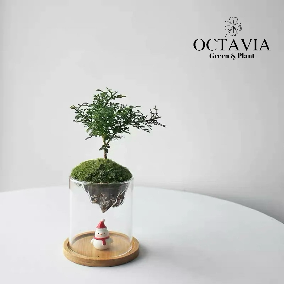 聖誕綠植-「小葉九里香」植苔蘚微景觀