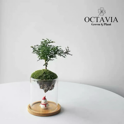 Christmas Greenery - Murraya paniculata Moss Miniature Landscape