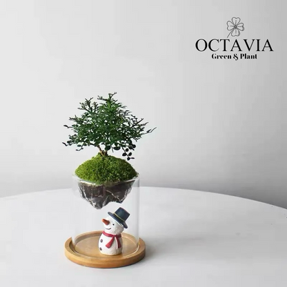 Christmas Greenery - Murraya paniculata Moss Miniature Landscape