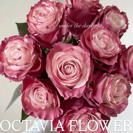 Mauve Rose OCTAVIA