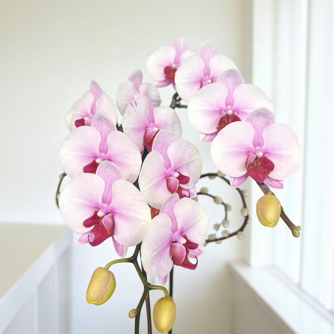 賀年蘭花N-日本蝴蝶蘭-櫻花公主(迷你版) OCTAVIA