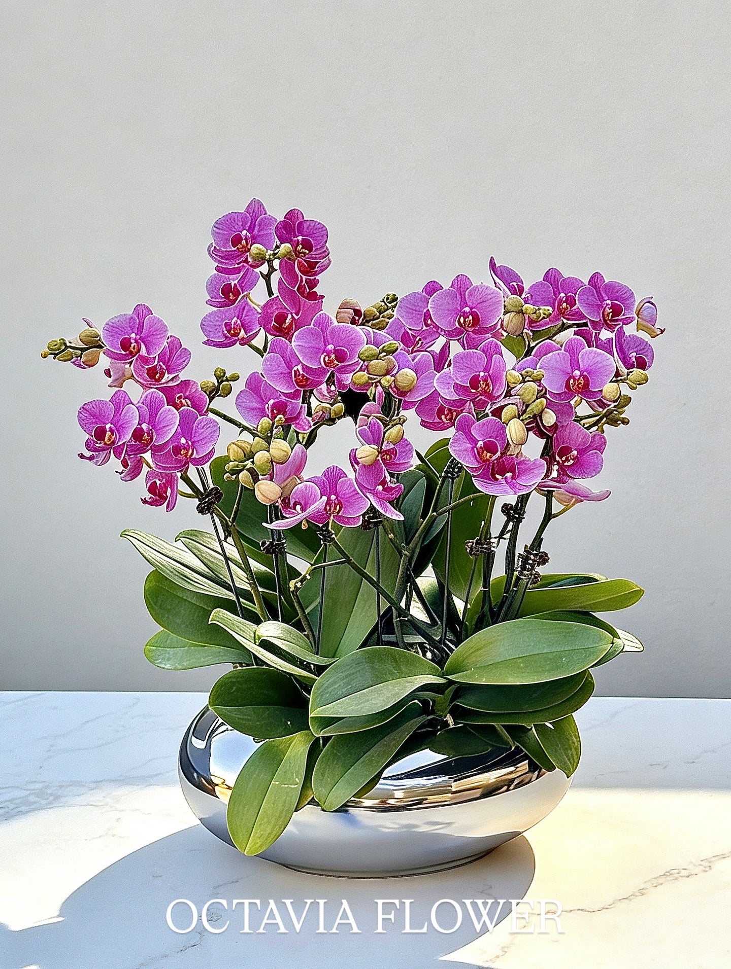 新春賀年蘭花-10枝蝴蝶蘭-紫蝶-扁圓鏡面銀盆