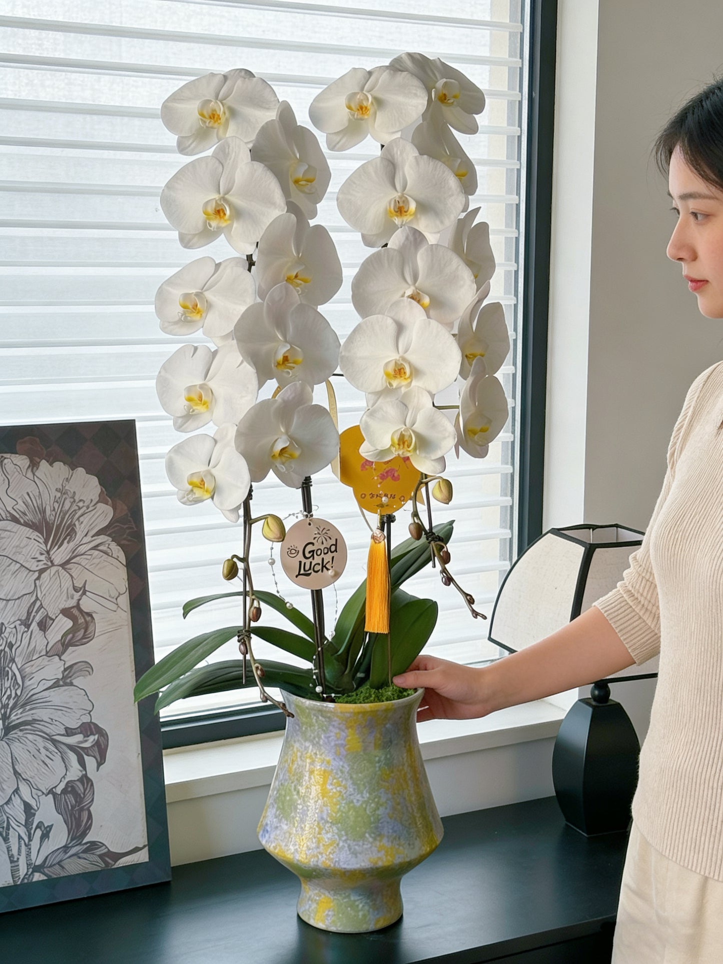 2026年 賀年蘭花 日本龍蘭 蝴蝶蘭 香港花店 高貴吉祥 白色 超長