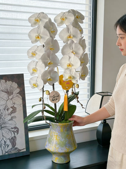 2026年 賀年蘭花 日本龍蘭 蝴蝶蘭 香港花店 高貴吉祥 白色 超長