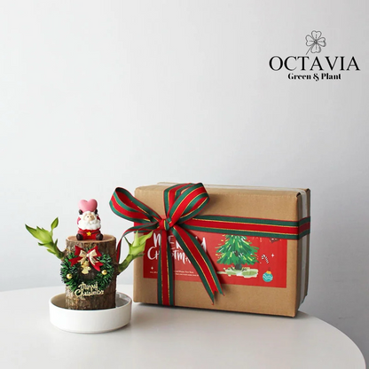 Christmas Green Plants - Dracaena fragrans (8 designs in total)