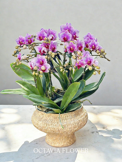 New Year Orchids - 10 Purple-Red Phalaenopsis Orchids - Baby - European-Style Woven Vase 